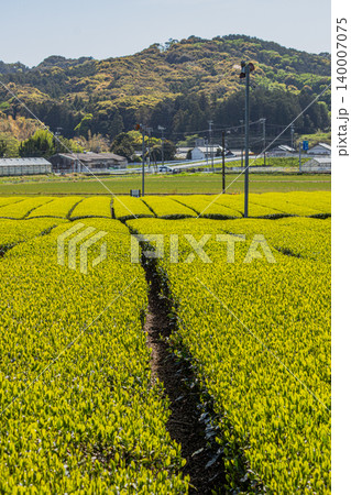 袋井市の三川の茶畑の風景(静岡県) 袋井市の三川の茶畑の風景(静岡県) 140007075
