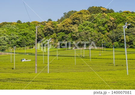 袋井市の三川の茶畑の風景(静岡県) 袋井市の三川の茶畑の風景(静岡県) 140007081