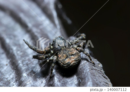 黒背景の擬木柵の縁に黒褐色のキハダカニグモ蜘蛛（日本蜘蛛・節足動物生態マクロ撮影） 140007112