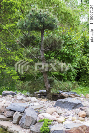 Public Park Stone Plaza Landscape with Terraced Rock Garden and Conifers Public Park Stone Plaza Landscape with Terraced Rock Garden and Conifers 140007124