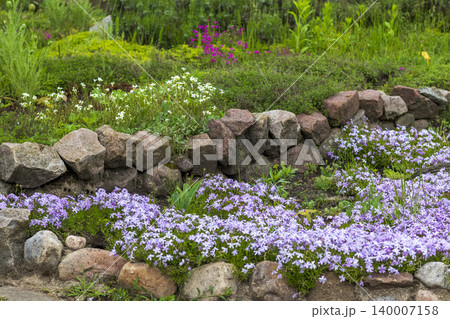 Terraced Rock Garden with Blooming Creeping Phlox and Spring Perennials 140007158