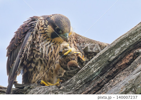 スズメを掴むハヤブサの幼鳥 140007237