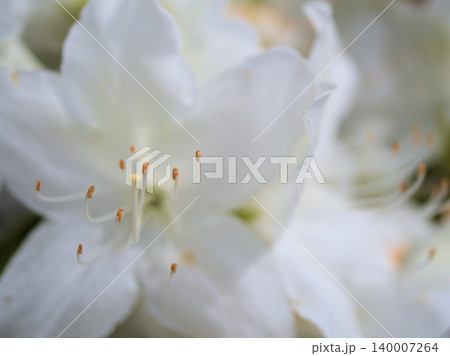 5月に美しく咲いた白いツツジの花 5月に美しく咲いた白いツツジの花 140007264