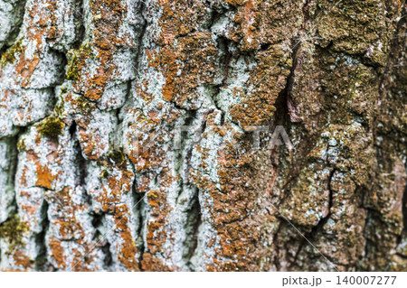 Macro Texture of Old Oak Tree Bark with Lichen and Moss. Background Macro Texture of Old Oak Tree Bark with Lichen and Moss. Background 140007277