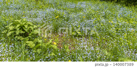 Wild blue forget me not flowers blooming in green spring forest Wild blue forget me not flowers blooming in green spring forest 140007389
