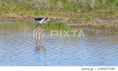 Black-winged Stilt, Lagunas de Villafafila Natural Reserve, Spain Black-winged Stilt, Lagunas de Villafafila Natural Reserve, Spain 140007494