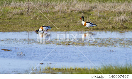 Common Shelduck, Lagunas de Villafafila Natural Reserve, Spain Common Shelduck, Lagunas de Villafafila Natural Reserve, Spain 140007497