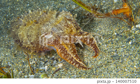 Cuttlefish, Cabo Cope-Puntas del Calnegre Natural Park, Spain 140007510