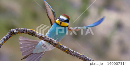 Bee-eater, Spain 140007514
