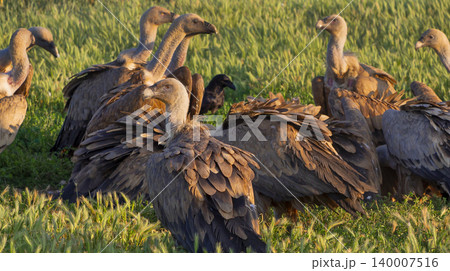 Eurasian Griffon Vulture, Spain Eurasian Griffon Vulture, Spain 140007516