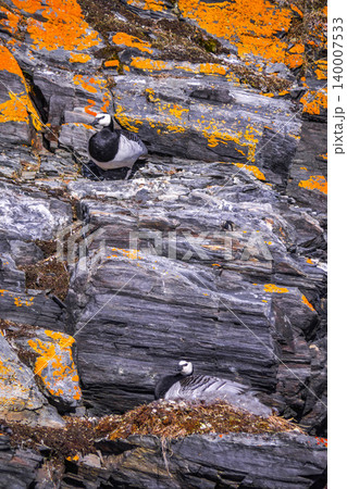 Barnacle Goose, Arctic Barnacle Goose, Arctic 140007533