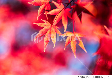 晩秋の大崎山園地のカエデの紅葉2 香川県坂出市 晩秋の大崎山園地のカエデの紅葉2 香川県坂出市 140007593