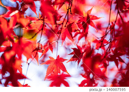 晩秋の大崎山園地のカエデの紅葉4　香川県坂出市 140007595