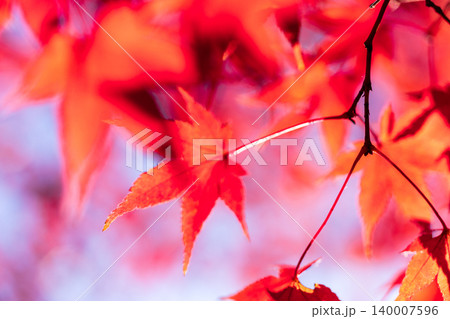 晩秋の大崎山園地のカエデの紅葉5 香川県坂出市 晩秋の大崎山園地のカエデの紅葉5 香川県坂出市 140007596