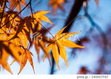 晩秋の大崎山園地のカエデの紅葉6　香川県坂出市 140007597