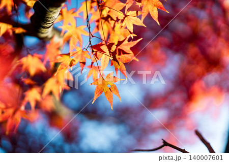 晩秋の大崎山園地のカエデの紅葉10 香川県坂出市 晩秋の大崎山園地のカエデの紅葉10 香川県坂出市 140007601
