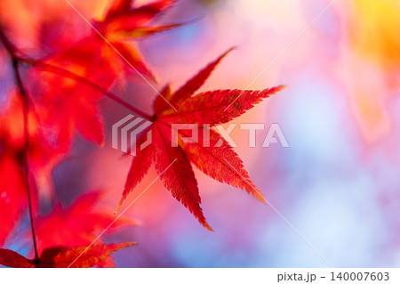 晩秋の大崎山園地のカエデの紅葉12　香川県坂出市 140007603