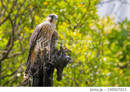 木の先端で休むハヤブサ幼鳥 木の先端で休むハヤブサ幼鳥 140007821