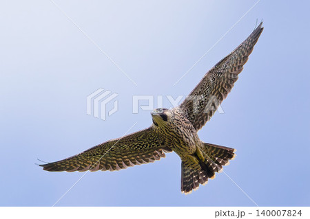 青空を飛ぶハヤブサの幼鳥 青空を飛ぶハヤブサの幼鳥 140007824