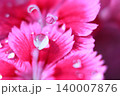 ピンクの花弁と透明な水滴の輝き 140007876