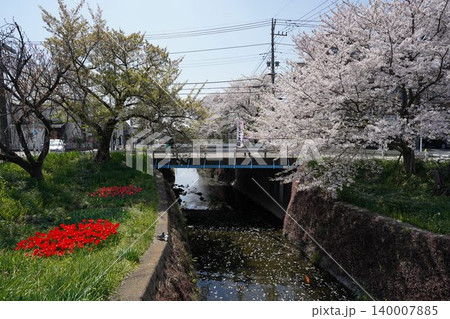 神奈川県大和市の千本桜とチューリップ 神奈川県大和市の千本桜とチューリップ 140007885