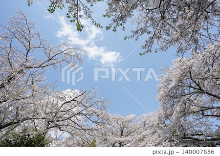 神奈川県大和市の千本桜と青空 神奈川県大和市の千本桜と青空 140007886