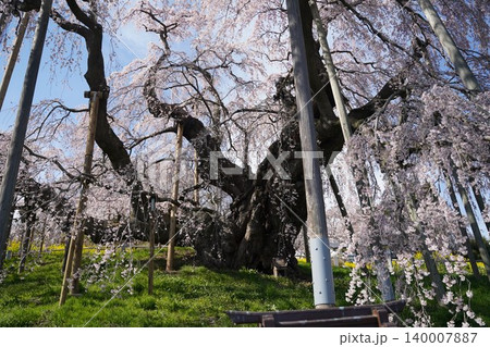 高麗駅にある霊巌寺のしだれ桜 高麗駅にある霊巌寺のしだれ桜 140007887