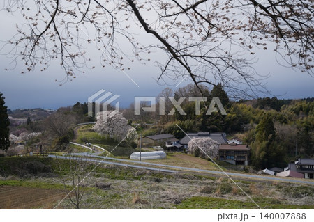 三春の滝桜の裏にある名もなき一本桜(丘上広場と稲荷神社) 三春の滝桜の裏にある名もなき一本桜(丘上広場と稲荷神社) 140007888