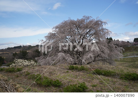 三春の滝桜の裏にある名もなき一本桜(丘上広場と稲荷神社) 140007890