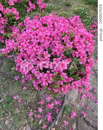 地面に散ったツツジの花 140007929