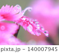 水滴が描く花弁の美しいライン 140007945