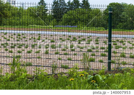 Young lavender plants growing in gravel field behind metal fence. Agriculture 140007953