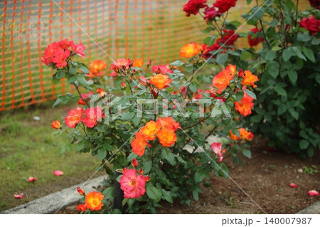 荒尾市 おもやい市民花壇 バラの花、 荒尾市 おもやい市民花壇 バラの花、 140007987