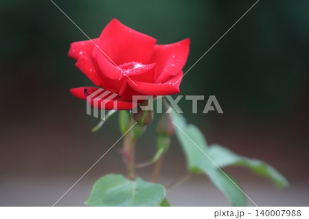 荒尾市 おもやい市民花壇 バラの花、 荒尾市 おもやい市民花壇 バラの花、 140007988