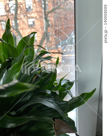 Green houseplant by a window with a view of red brick building and bare trees in winter 140008089