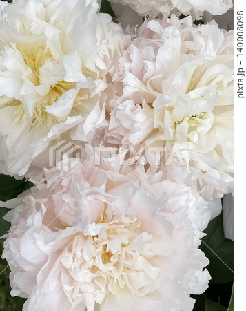 White peony flowers in bloom with lush petals, suitable for floral background or decoration White peony flowers in bloom with lush petals, suitable for floral background or decoration 140008098