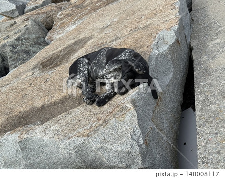 Dog resting on large stone under sunlight in outdoor setting, showing peacefulness and tranquility 140008117