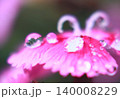 花弁にに並ぶ水滴の美しいマクロ表現 140008229