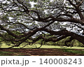大木の枝 140008243