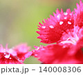 水滴が輝く花弁の繊細なディテール 140008306
