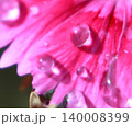ピンクの花弁を彩る透明な水滴の輝き 140008399