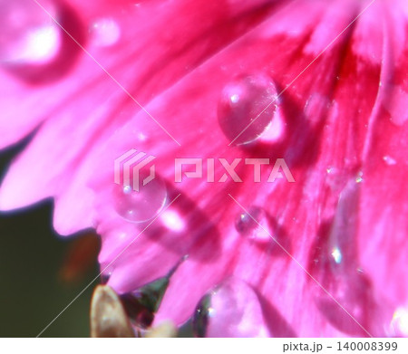 ピンクの花弁を彩る透明な水滴の輝き ピンクの花弁を彩る透明な水滴の輝き 140008399