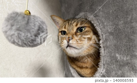 キャットタワーでくつろぐキジトラ猫 140008593