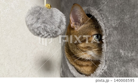 キャットタワーでくつろぐキジトラ猫 キャットタワーでくつろぐキジトラ猫 140008595
