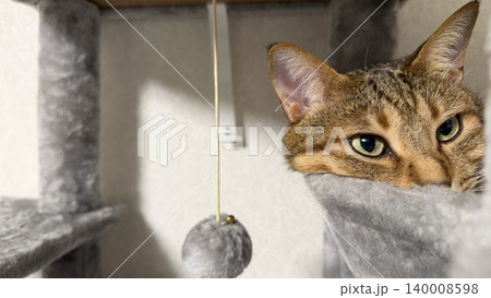 キャットタワーでくつろぐキジトラ猫 キャットタワーでくつろぐキジトラ猫 140008598