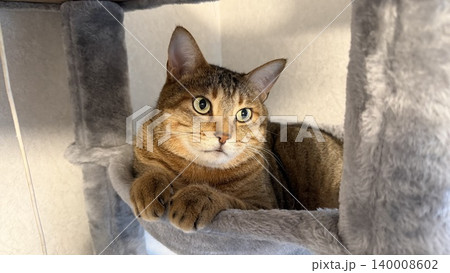 キャットタワーでくつろぐキジトラ猫 140008602