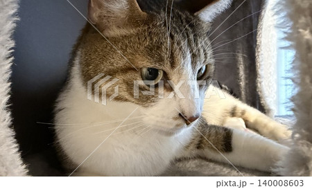 キャットタワーでくつろぐサバトラ猫 140008603