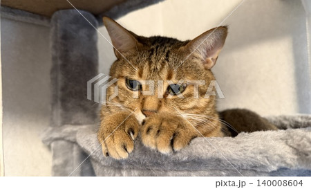 キャットタワーでくつろぐキジトラ猫 キャットタワーでくつろぐキジトラ猫 140008604