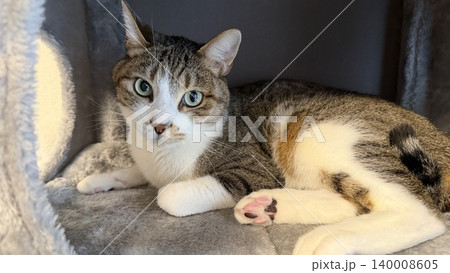 キャットタワーでくつろぐサバトラ猫 140008605