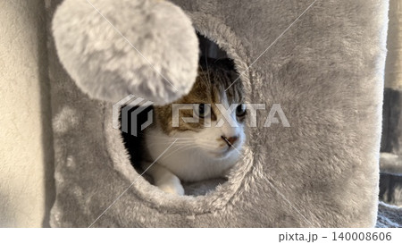キャットタワーでくつろぐサバトラ猫 キャットタワーでくつろぐサバトラ猫 140008606